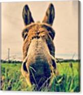 Donkey In Dingle, Co. Kerry, Ireland Canvas Print