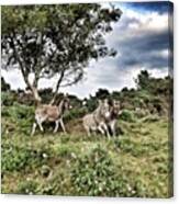 #donkeys #nature #natureporn #newforest Canvas Print