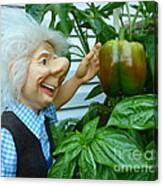 Dorf Grandpa Doll Picking Bell Peppers Canvas Print