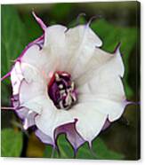 Double Purple Datura Canvas Print