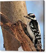 Downey Woodpecker Canvas Print