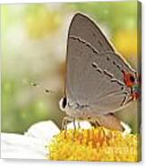 Dreamy Hairstreak Butterfly Canvas Print