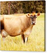 Dreamy Jersey Cow Canvas Print