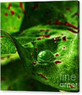 Droplet Canvas Print