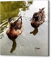 Duck Pond Canvas Print