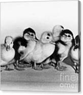 Ducklings Canvas Print