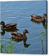 Ducks on a Pond Photograph by Mark Bowmer - Fine Art America