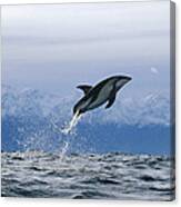 Dusky Dolphin Jumping New Zealand Canvas Print