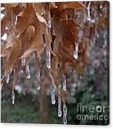 Early Winter Icicles Canvas Print