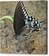 Eastern Tiger Swallowtail 8533 3212 Canvas Print