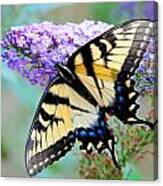 Eastern Tiger Swallowtail On Butterfly Bush Canvas Print