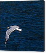 Elba Island - Flying For Food - Ph Enrico Pelos Canvas Print