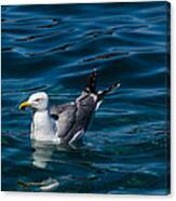 Elba Island - Solitary Bird - Ph Enrico Pelos Canvas Print