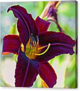 Electric Maroon Lily Canvas Print