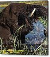 Elephant Eating Grass In Water Canvas Print