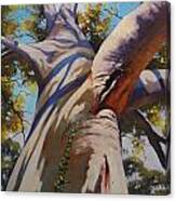 Eucalyptus Tree Portrait Canvas Print