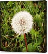 Even Dandelions Can Be Beautiful :) Canvas Print