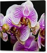 Exotic Orchids Canvas Print