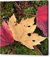 Fall Colors Canvas Print