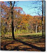 Fall Tree Shadows Canvas Print