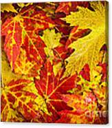 Fallen Autumn Maple Leaves Canvas Print
