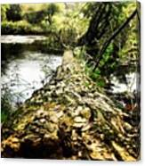 Fallen Tree Across Penn's Creek In Canvas Print