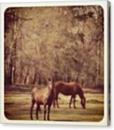 #farm #horse #barn #animal #ride #black Canvas Print