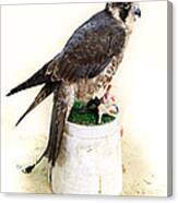 Feeding Falcon Canvas Print