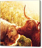Fenella With Her Daughter. Highland Cows. Scotland Canvas Print