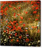 Field Of Wildflowers Canvas Print