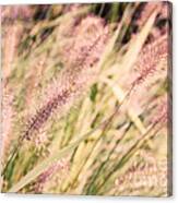 Fields Of Gold Canvas Print