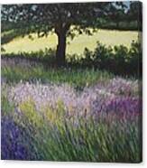 Fields Of Lavender, England Canvas Print