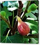 Fig Tree In My #garden #webstagram Canvas Print