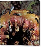 Fig Wasps Emerge From Fig Canvas Print