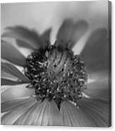 Firewheel In Mono Canvas Print