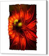 Flame Lily Framed Canvas Print