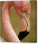 Flamingo Head Canvas Print