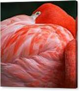 Flamingo Taking A Snooze Canvas Print
