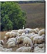 Flock Of Sheep Canvas Print
