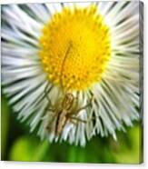 Flower And Insect #snapseed Canvas Print