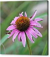 Flower At Waterfall Glen Forest Preserve Canvas Print