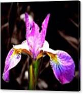 #flower #flowers #orchid #purple Canvas Print