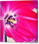 #flower #pink #tulip #nature #instagood Canvas Print
