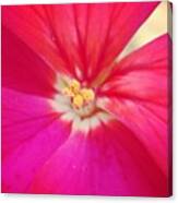 #flower #pink #white #yellow #inside Canvas Print