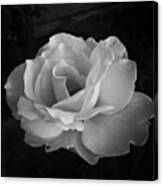 #flower #rose #garden #plant Canvas Print