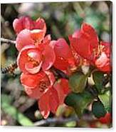 Flowering Quince Canvas Print