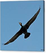 Flying Cormorant Canvas Print