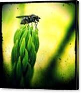 Fly's Eye View! #fly #insect Canvas Print