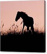 Foal At Sunset Canvas Print