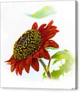 Follow The Sun Sunflower Canvas Print
